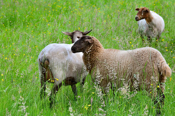 Sheep in a pasture