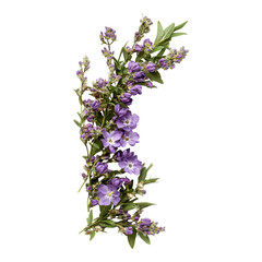 Obraz premium A vibrant cluster of purple flowers intertwined with green foliage.