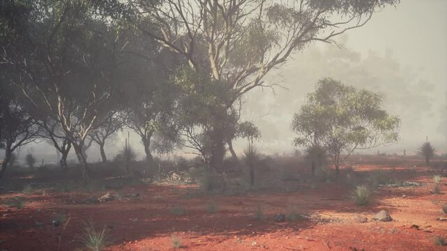 A captivating image of a humble dirt field harmoniously entwined with the majestic presence of the Australian bush.