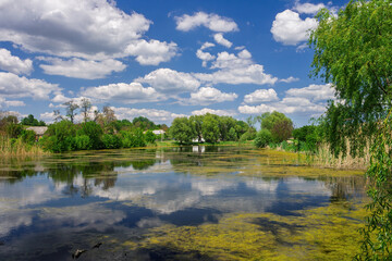 Green algae and reeds growing in a calm lake reflecting the cloudy sky during a sunny summer day in central Ukraine