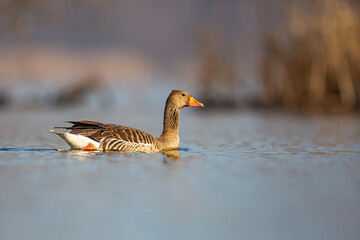 Gęś zbożowa, taiga bean goose (Anser fabalis) © Michal Przystas