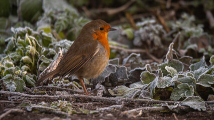 robin on frost