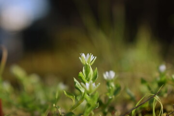 grass in the morning