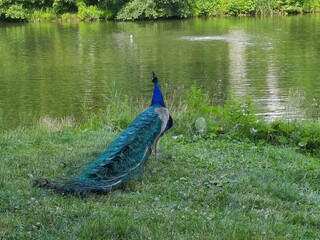 a peacock in the park stands on the green grass next to the water