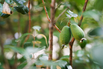 Big feijoa on green tree branches in the garden