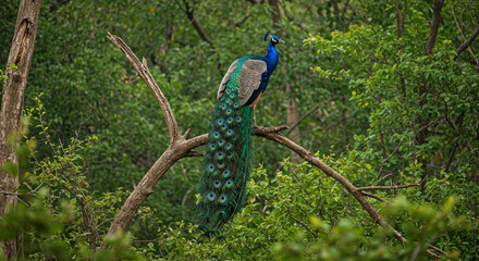 Naklejka premium peacock on a branch