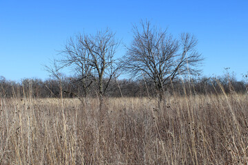 Two bare trees in the restored prairie in early spring at Linne Woods in Morton Grove, Illinois