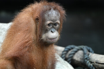 sumatran orangutan portrait