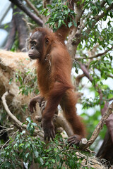 sumatran orangutan animals zoo