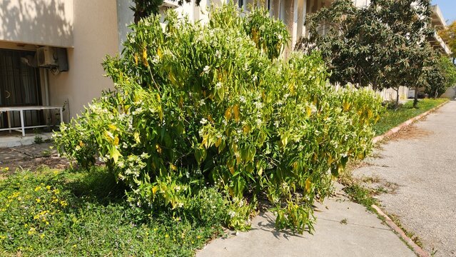 Justicia adhatoda, commonly known as Vasaka, is a distinct East Asian shrub often found along sidewalks, characterized by its medicinal properties and unique foliage.