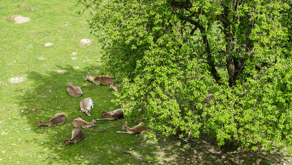 Wild im Garten vom Vöhlinschloss-Illertissen, 