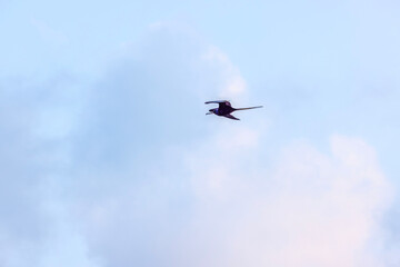 Magnificent frigatebird soaring against blue sky with white clouds, wings spread wide in graceful mid-air flight. Cancun. Mexico.