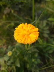 yellow flower of a dandelion