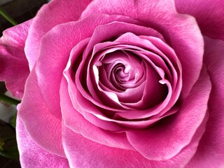 Beautiful pink rose with beautiful petals in macro opened and spread its petals