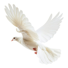 Obraz premium A majestic white dove in mid-flight, showcasing its elegant wings and graceful form.
