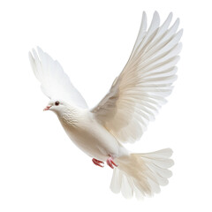 Naklejka premium A graceful white dove in mid-flight with elegantly spread wings, symbolizing peace and freedom.