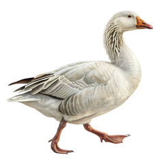  White domestic goose walking isolated on white background, perfect for farm, wildlife, and nature-themed projects