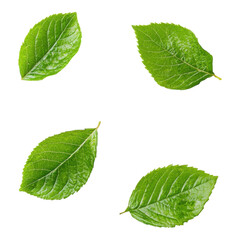 Naklejka premium Four vibrant green leaves arranged in various orientations, showcasing their natural texture and shape.
