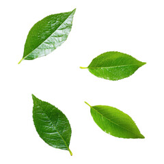 Obraz premium Four vibrant green leaves showcasing different shapes and textures.