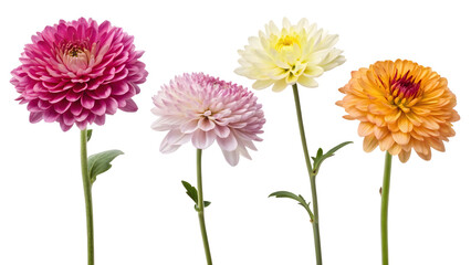 flowers isolated on white background