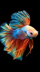 Fototapeta premium Vibrant betta fish with flowing fins of blue, orange, and yellow against a black background. A stunning aquatic creature.