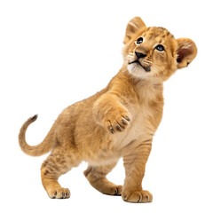 Cute lion cub standing on white background raising paw with curious expression adorable baby predator in high-quality wildlife close-up showcasing playful nature and soft golden fur © Sultan