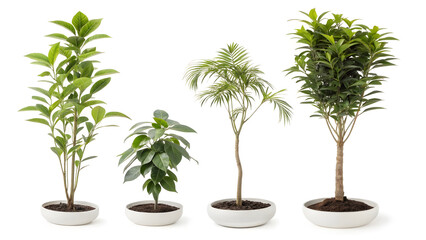 Obraz premium bonsai tree isolated on white
