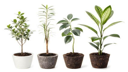 Obraz premium green plant in pot