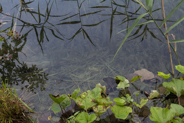An enchanting shot of the crystal-clear, transparent water in Plitvice Lakes National Park, Croatia.