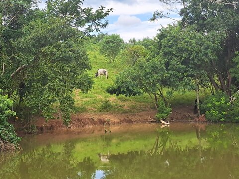 um cavalo e as &aacute;rvores em frente ao lago, em Cotia, estado de S&atilde;o Paulo, Brasil
