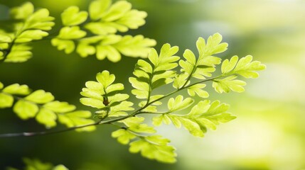 Fototapeta premium A close-up of vibrant green fern leaves against a soft, blurred background.