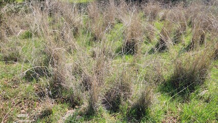 Dry grasses in a forest clearing in Mediterranean region in March
