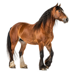 Powerful draft horse with strong muscular build and flowing mane standing isolated on white...