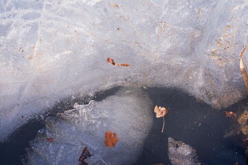 Melted spring ice on the river with dry vegetation. First thawed patches. Ice in spring. Texture of...