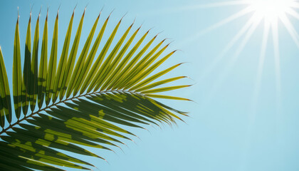 Green palm leaf against bright blue sky with sunlight