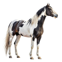 Beautiful black and white pinto horse standing majestically isolated on white background ideal for...