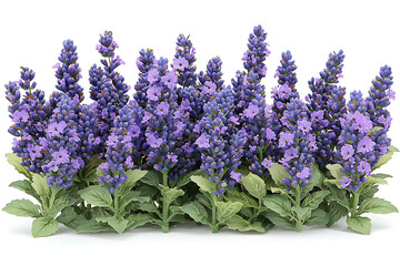 Fototapeta premium A cluster of vibrant lavender plants with green leaves stands out against a stark white backdrop.