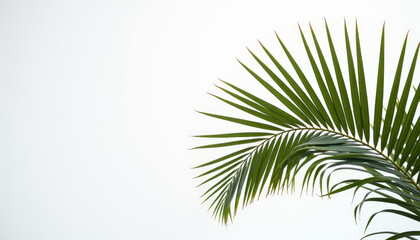 Obraz premium Green palm leaf against a white background