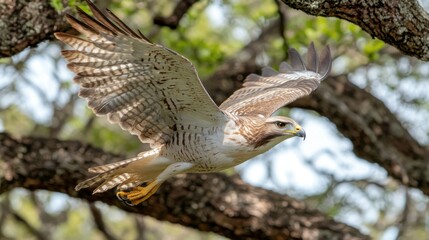 Fototapeta premium Red-shouldered Hawk in Flight Above Tree Branches