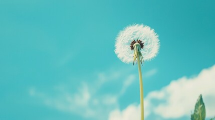 Obraz premium Dandelion against a clear blue sky, symbolizing hope and simplicity