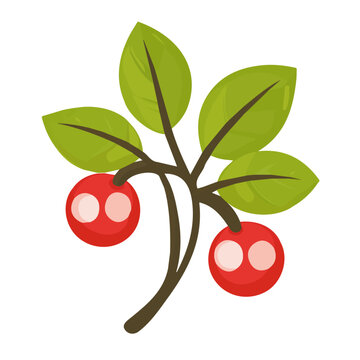 Salal Berry Icon | Minimal & Contemporary Icon.
