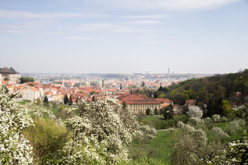 Fototapeta premium A beautiful spring view from Prague Castle, framed by cherry and apple blossoms in full bloom.