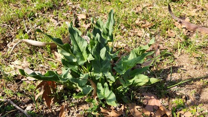 Arum italicum, commonly known as Italian Arum, is a tuberous perennial plant native to Europe, characterized by its arrow-shaped leaves and striking spadix, which blooms in spring.
