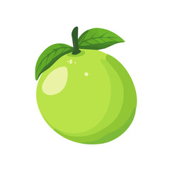 White Sapote Icon – Vector Illustration of the Tropical Fruit
