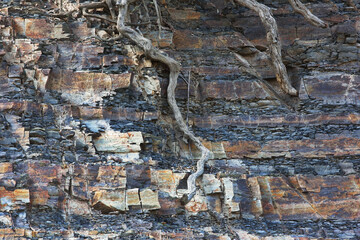 Background of rugged, rocky layers and bare roots offer texture and detail from Coronado National Forest in Southeast Tucson