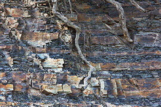 Background of rugged, rocky layers and bare roots offer texture and detail from Coronado National Forest in Southeast Tucson