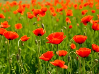 Fototapeta premium Vibrant Red Poppies Blooming in a Green Field, Summer Flower Landscape, Floral Background, Nature's Beauty.