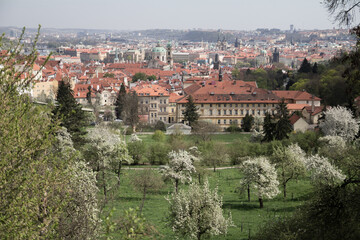 Obraz premium A beautiful spring view from Prague Castle, framed by cherry and apple blossoms in full bloom.