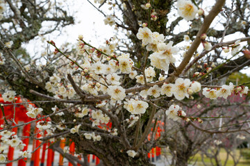 綱敷天満宮の梅