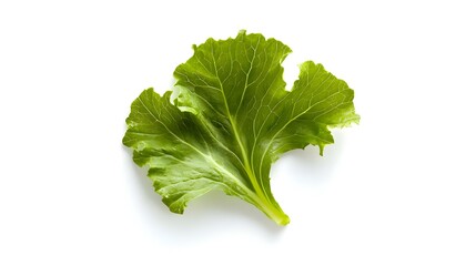 Fresh green curly kale salad leaf isolated